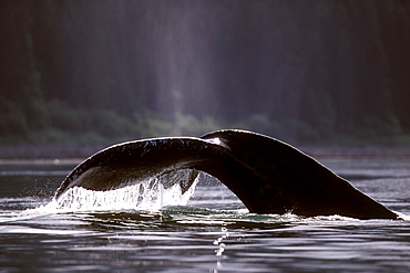 Adult Humpback Whale (Megaptera novaeangliae) fluke-up dive in Icy Strait, Southeast Alaska, USA.