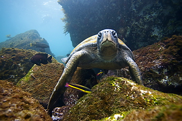 Adult green sea turtle (Chelonia mydas agassizii) underwater off the west side of Isabela Island in the waters surrounding the Galapagos Island Archipeligo, Ecuador. Pacific Ocean.