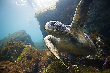 Adult green sea turtle (Chelonia mydas agassizii) underwater off the west side of Isabela Island in the waters surrounding the Galapagos Island Archipeligo, Ecuador. Pacific Ocean.