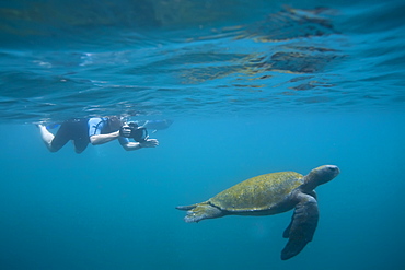 Adult green sea turtle (Chelonia mydas agassizii) underwater with snorkeler off the west side of Isabela Island in the waters surrounding the Galapagos Island Archipeligo, Ecuador. Pacific Ocean.