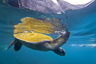 Adult green sea turtle (Chelonia mydas agassizii) underwater off the west side of Isabela Island in the waters surrounding the Galapagos Island Archipeligo, Ecuador. Pacific Ocean.