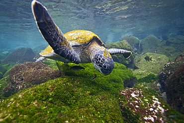 Adult green sea turtle (Chelonia mydas agassizii) underwater off the west side of Isabela Island in the waters surrounding the Galapagos Island Archipeligo, Ecuador. Pacific Ocean.