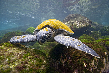 Adult green sea turtle (Chelonia mydas agassizii) underwater off the west side of Isabela Island in the waters surrounding the Galapagos Island Archipeligo, Ecuador. Pacific Ocean.