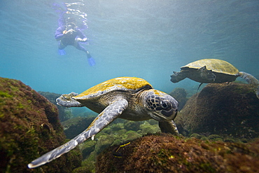 Adult green sea turtle (Chelonia mydas agassizii) underwater off the west side of Isabela Island in the waters surrounding the Galapagos Island Archipeligo, Ecuador. Pacific Ocean.