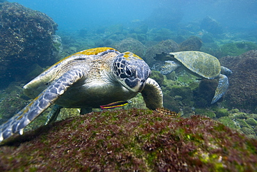 Adult green sea turtle (Chelonia mydas agassizii) underwater off the west side of Isabela Island in the waters surrounding the Galapagos Island Archipeligo, Ecuador. Pacific Ocean.