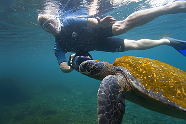 Adult green sea turtle (Chelonia mydas agassizii) underwater with snorkeler off the west side of Isabela Island in the waters surrounding the Galapagos Island Archipeligo, Ecuador. Pacific Ocean.