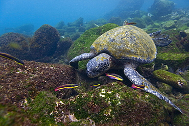 Adult green sea turtle (Chelonia mydas agassizii) underwater off the west side of Isabela Island in the waters surrounding the Galapagos Island Archipeligo, Ecuador. Pacific Ocean.