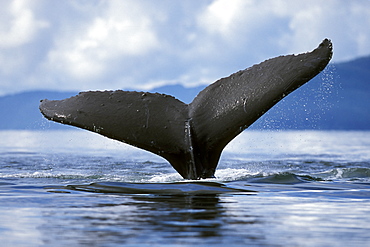 Adult Humpback Whale (Megaptera novaeangliae) fluke-up dive in Icy Strait, Southeast Alaska, USA.