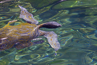 Adult green sea turtle (Chelonia mydas agassizii) surfacing off the west side of Isabela Island in the waters surrounding the Galapagos Island Archipeligo, Ecuador. Pacific Ocean.