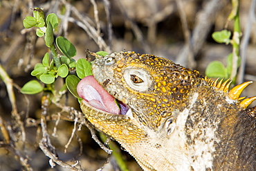 The very colorful Galapagos land iguana (Conolophus subcristatus) in the Galapagos Island Archipeligo, Ecuador. This large land iguana is endemic to the Galapagos Islands.