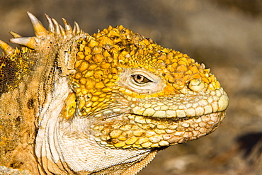 The very colorful Galapagos land iguana (Conolophus subcristatus) in the Galapagos Island Archipeligo, Ecuador. This large land iguana is endemic to the Galapagos Islands.