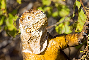 The very colorful Galapagos land iguana (Conolophus subcristatus) in the Galapagos Island Archipeligo, Ecuador. This large land iguana is endemic to the Galapagos Islands.