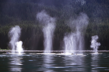 Adult Humpback Whale (Megaptera novaeangliae) pod surfacing (blow detail) off Point Adolphus, Southeast Alaska, USA.