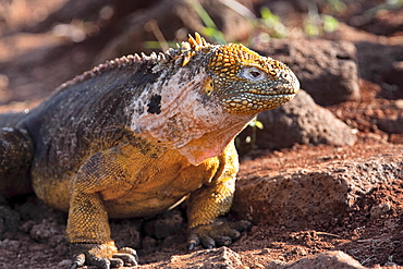 The very colorful Galapagos land iguana (Conolophus subcristatus) in the Galapagos Island Archipeligo, Ecuador. MORE INFO: This large land iguana is endemic to the Galapagos Islands.