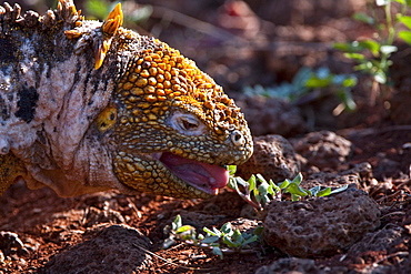 The very colorful Galapagos land iguana (Conolophus subcristatus) in the Galapagos Island Archipeligo, Ecuador. MORE INFO: This large land iguana is endemic to the Galapagos Islands.