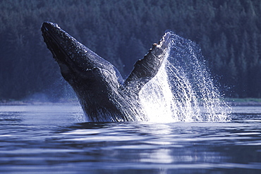 Adult Humpback Whale (Megaptera novaeangliae) breaching in Icy Strait, Southeast Alaska, USA.