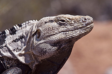 San Esteban spiny-tailed iguana (Ctenosaura conspicuosa), an endemic iguana found only on Isla San Esteban in the Gulf of California (Sea of Cortez), Mexico