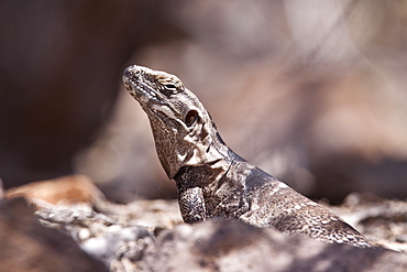 San Esteban spiny-tailed iguana (Ctenosaura conspicuosa), an endemic iguana found only on Isla San Esteban in the Gulf of California (Sea of Cortez), Mexico