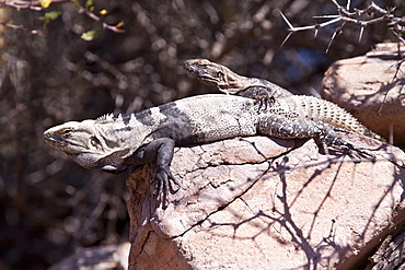 San Esteban spiny-tailed iguana (Ctenosaura conspicuosa), an endemic iguana found only on Isla San Esteban in the Gulf of California (Sea of Cortez), Mexico