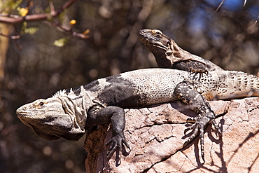 San Esteban spiny-tailed iguana (Ctenosaura conspicuosa), an endemic iguana found only on Isla San Esteban in the Gulf of California (Sea of Cortez), Mexico