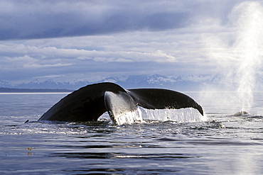 Adult Humpback Whale (Megaptera novaeangliae) fluke-up dive in Frederick Sound, Southeast Alaska, USA.