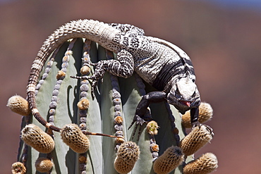 San Esteban spiny-tailed iguana (Ctenosaura conspicuosa), an endemic iguana found only on Isla San Esteban in the Gulf of California (Sea of Cortez), Mexico