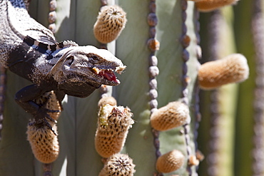 San Esteban spiny-tailed iguana (Ctenosaura conspicuosa), an endemic iguana found only on Isla San Esteban in the Gulf of California (Sea of Cortez), Mexico