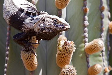 San Esteban spiny-tailed iguana (Ctenosaura conspicuosa), an endemic iguana found only on Isla San Esteban in the Gulf of California (Sea of Cortez), Mexico