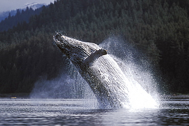 Adult Humpback Whale (Megaptera novaeangliae) breaching in Icy Strait, Southeast Alaska, USA.