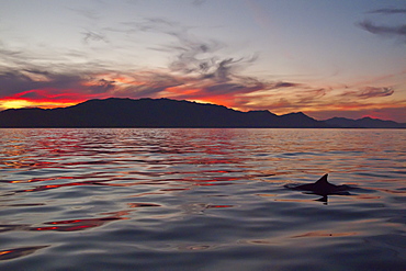 Long-beaked Common Dolphin pod (Delphinus capensis) encountered at sunset off Isla Danzante in the southern Gulf of California (Sea of Cortez), Baja California Sur, Mexico.