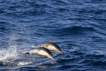 Long-beaked Common Dolphin pod (Delphinus capensis) encountered off Isla Danzante in the southern Gulf of California (Sea of Cortez), Baja California Sur, Mexico.