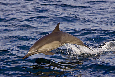 Long-beaked Common Dolphin pod (Delphinus capensis) leaping off Isla Danzante in the southern Gulf of California (Sea of Cortez), Baja California Sur, Mexico.