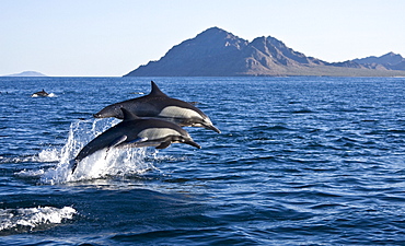 Long-beaked Common Dolphin pod (Delphinus capensis) encountered off Isla Danzante in the southern Gulf of California (Sea of Cortez), Baja California Sur, Mexico.