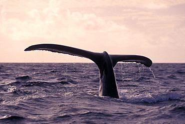 Adult Humpback Whale (Megaptera novaeangliae) fluke-up dive at sunset on the Silver Banks, Dominican Republic.
