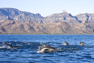 Long-beaked Common Dolphin pod (Delphinus capensis) encountered off Isla Danzante in the southern Gulf of California (Sea of Cortez), Baja California Sur, Mexico.