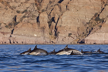 Long-beaked Common Dolphin pod (Delphinus capensis) encountered traveling off Isla Danzante in the southern Gulf of California (Sea of Cortez), Baja California Sur, Mexico.