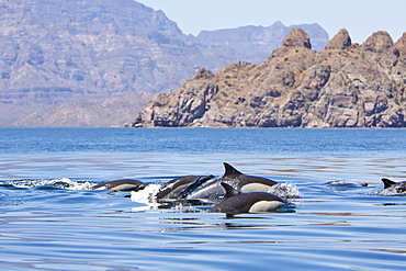 Long-beaked Common Dolphin pod (Delphinus capensis) encountered traveling off Isla Danzante in the southern Gulf of California (Sea of Cortez), Baja California Sur, Mexico.