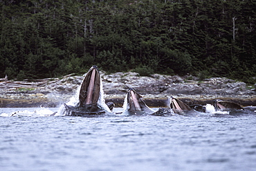 Adult Humpback Whales (Megaptera novaeangliae) cooperatively "bubble-net" feeding in Chatham Strait, Southeast Alaska, USA.