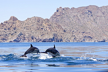 Long-beaked Common Dolphin pod (Delphinus capensis) encountered traveling off Isla Danzante in the southern Gulf of California (Sea of Cortez), Baja California Sur, Mexico.