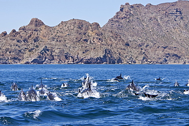 Long-beaked Common Dolphin pod (Delphinus capensis) encountered traveling off Isla Danzante in the southern Gulf of California (Sea of Cortez), Baja California Sur, Mexico.