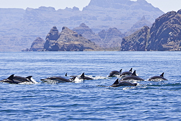 Long-beaked Common Dolphin pod (Delphinus capensis) encountered off Isla Danzante in the southern Gulf of California (Sea of Cortez), Baja California Sur, Mexico.