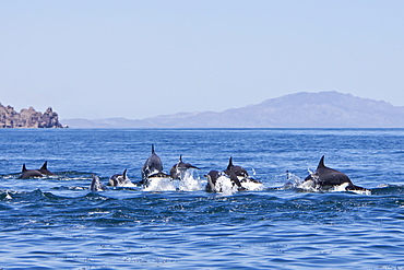 Long-beaked Common Dolphin pod (Delphinus capensis) encountered traveling off Isla Danzante in the southern Gulf of California (Sea of Cortez), Baja California Sur, Mexico.