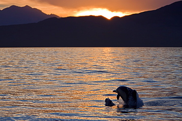 Long-beaked Common Dolphin pod (Delphinus capensis) encountered at sunset off Isla Danzante in the southern Gulf of California (Sea of Cortez), Baja California Sur, Mexico.