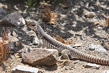 Desert Iguana (Dipsosaurus dorsalis) found on Isla Santa Catalina in the lower Gulf of California (Sea of Cortez), Mexico