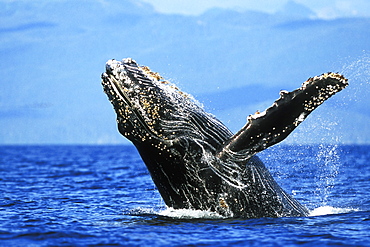 Humpback Whale calf (Megaptera novaeangliae) breaching in Chatham Strait, Southeast Alaska, USA.