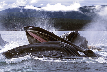 Adult Humpback Whales (Megaptera novaeangliae) cooperatively "bubble-net" feeding in Chatham Strait, Southeast Alaska, USA.