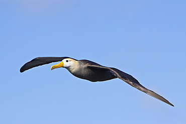 Adult waved albatross (Diomedea irrorata) taking flight at breeding colony on Espanola Island in the Galapagos Island Archipelago, Ecuador. Pacific Ocean