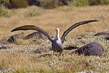 Adult waved albatross (Diomedea irrorata) taking flight at breeding colony on Espanola Island in the Galapagos Island Archipelago, Ecuador. Pacific Ocean