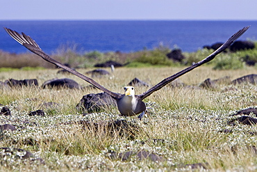 Adult waved albatross (Diomedea irrorata) at breeding colony on Espanola Island in the Galapagos Island Archipelago, Ecuador