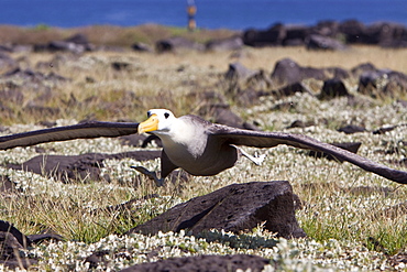 Adult waved albatross (Diomedea irrorata) taking flight at breeding colony on Espanola Island in the Galapagos Island Archipelago, Ecuador. Pacific Ocean